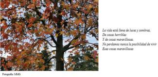 Carta de una superviviente del suicidio de su hermano (16 nov 2024)